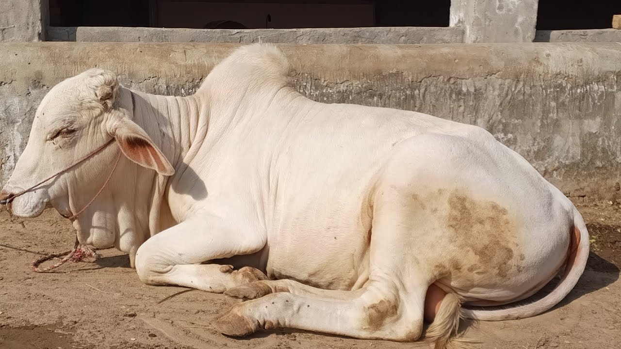 Original white Nukra Suraj mukhii ||2026#nukrabull#khaira