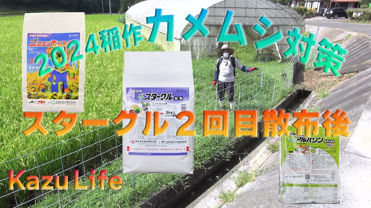 【稲カメムシ対策】Kazu Life 2024稲作　カメムシ対策その後！