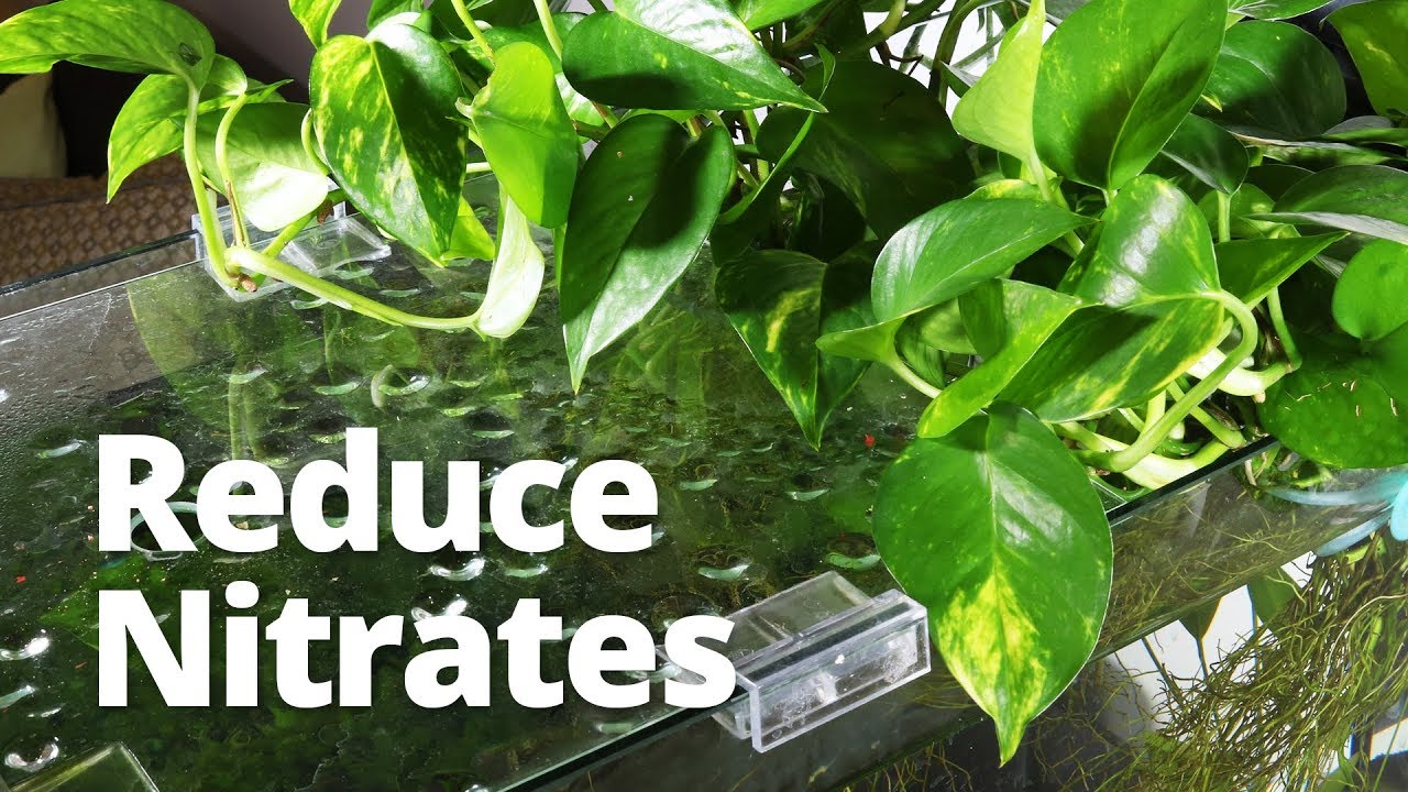 Adding Pothos to improve water quality and reduce nitrates