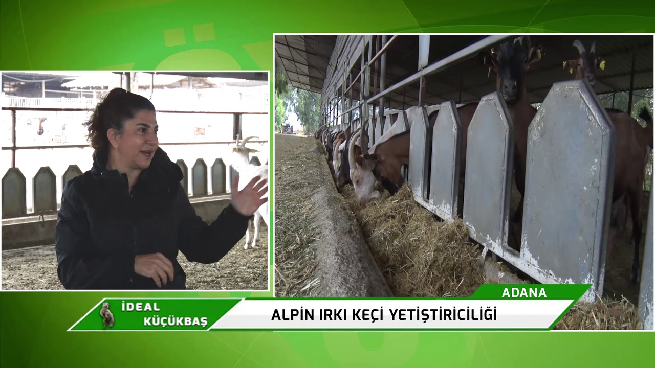 İDEAL KÜÇÜKBAŞ | ALPİN IRKI KEÇİ YETİŞTİRİCİLİĞİ