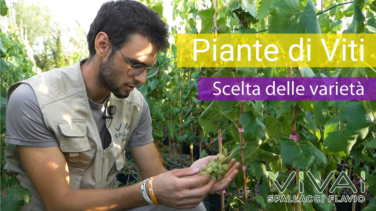 Quale varietà di uva piantare