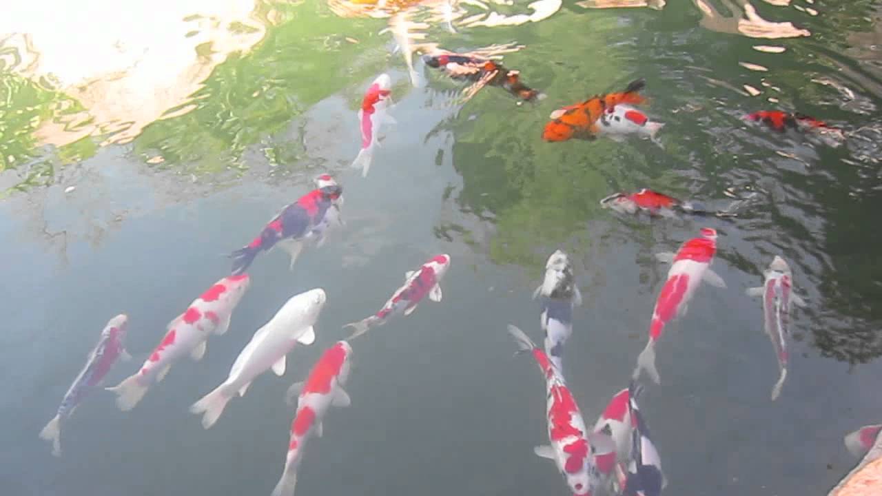 Introducing new koi to our pond