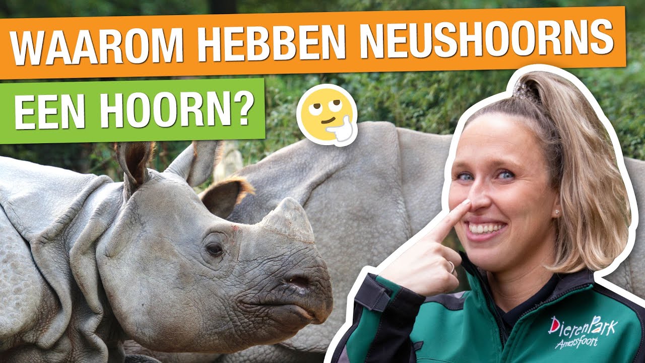 WOW! IK BEN NEUSHOORNVERZORGER VOOR EEN DAG! 🦏😱 | Carlijns Dierenvraag #21