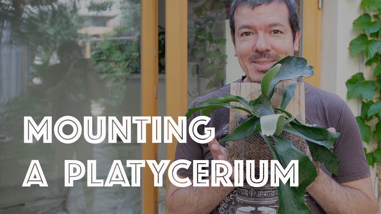 Wall-mounting a Platycerium bifurcatum
