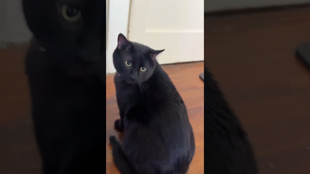 black cat is live!