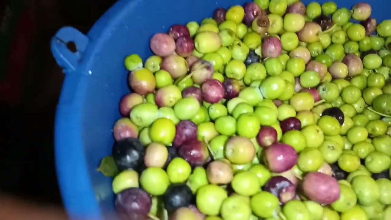Como hacer tu propio aceite de oliva artesanal 🫒🫒🫒🫒