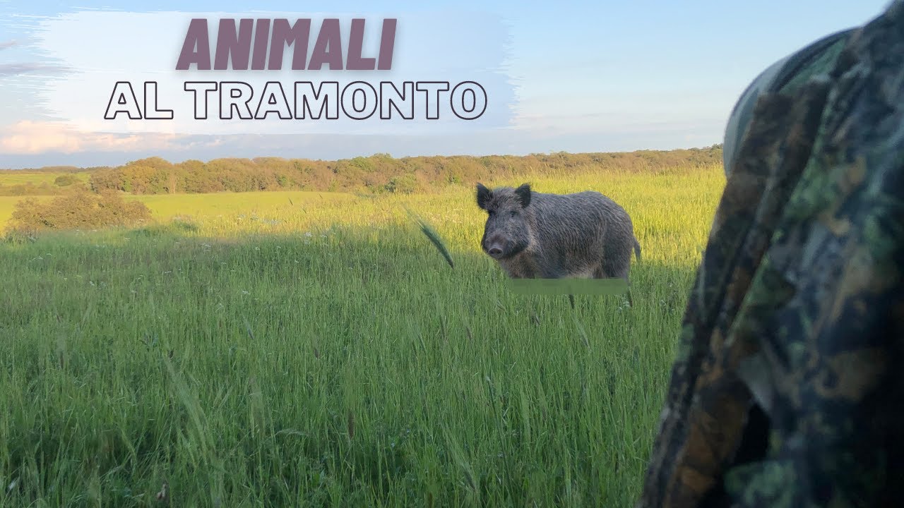 APPOSTAMENTO FOTOGRAFICO- Fotografia Naturalistica-
