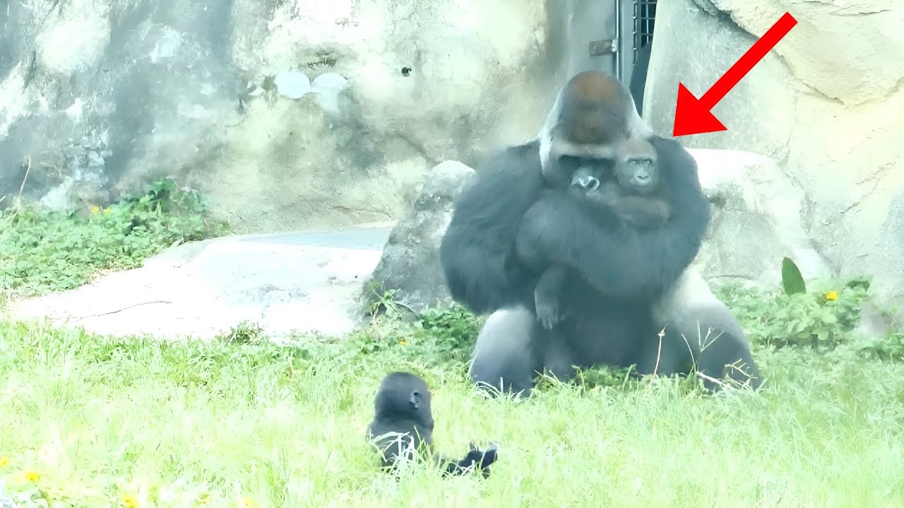The Mother Gorilla Kept Hugging Only One Of Her Babies When Zookeeper Realized Why He Was Shocked