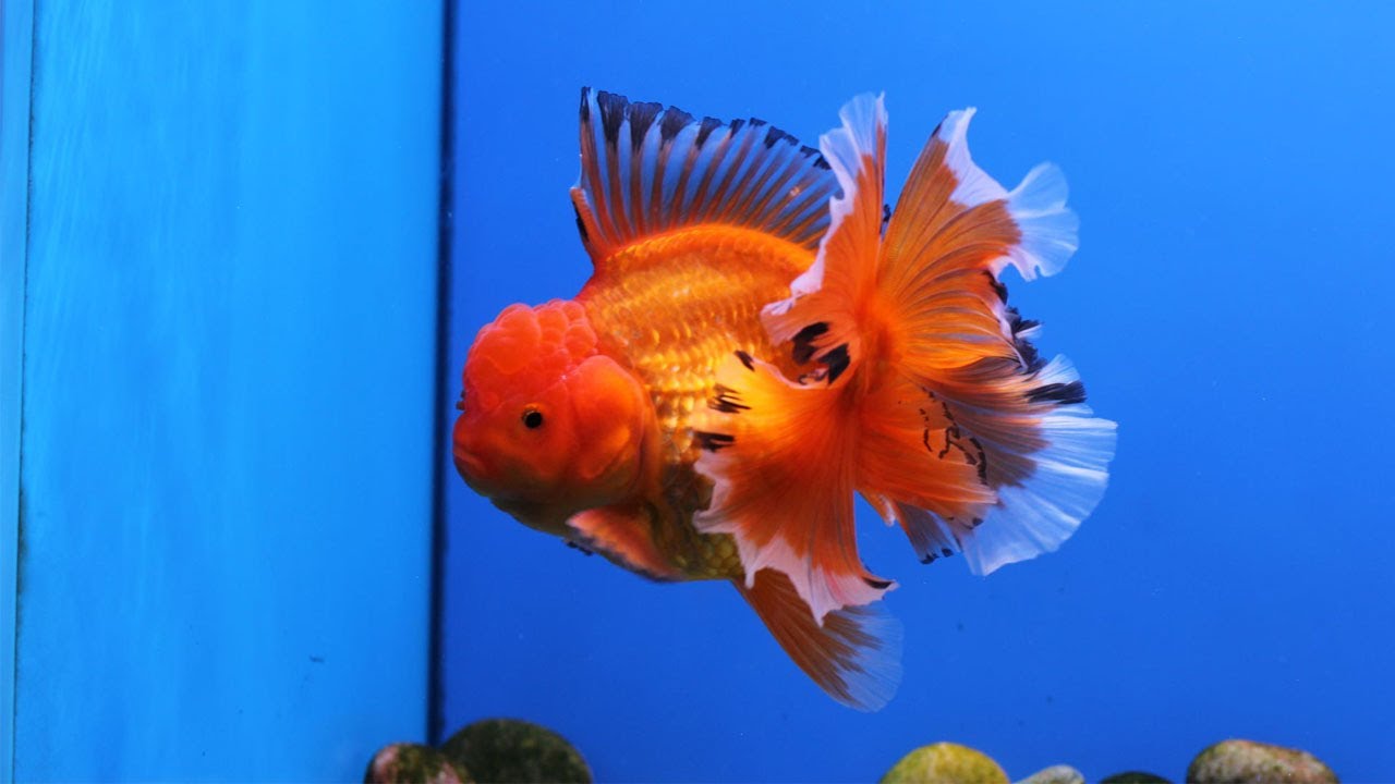 Super high quality goldfish collection
