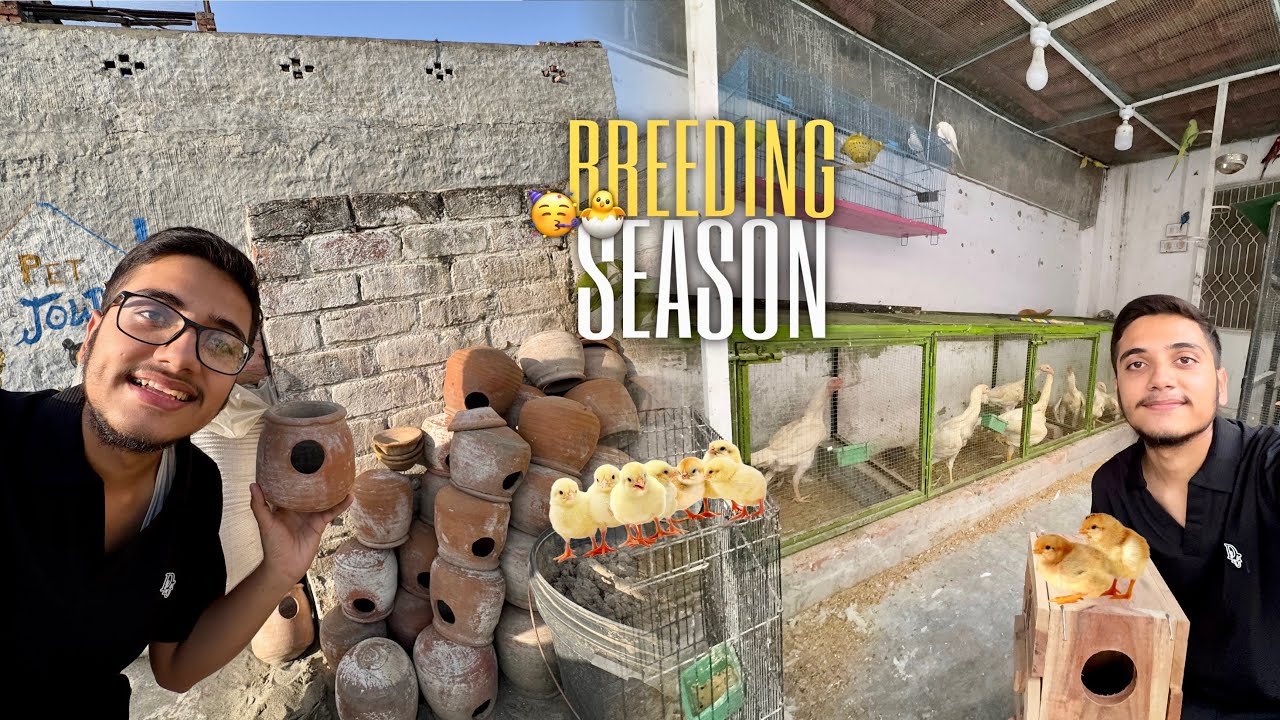 Breeding Season 2026 Ki Preparations Start🥳🐣