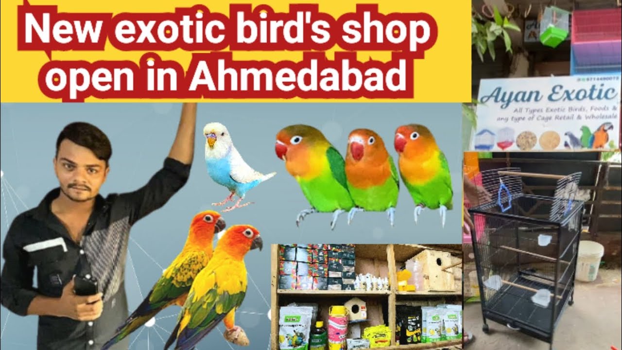 New bird shop opening in Ahmedabad | colour full bird for sale | petLovers/Ayan exotic birds selling