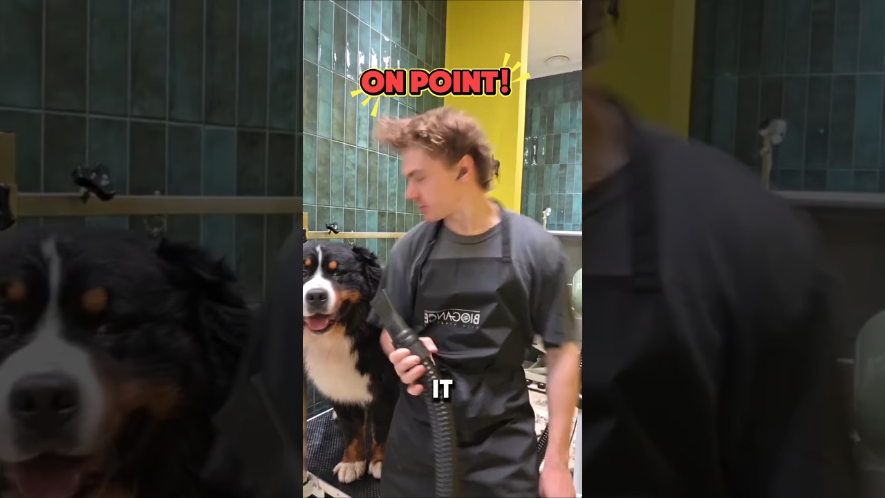 Dog is on point #Eminem #shorts #pets #funny