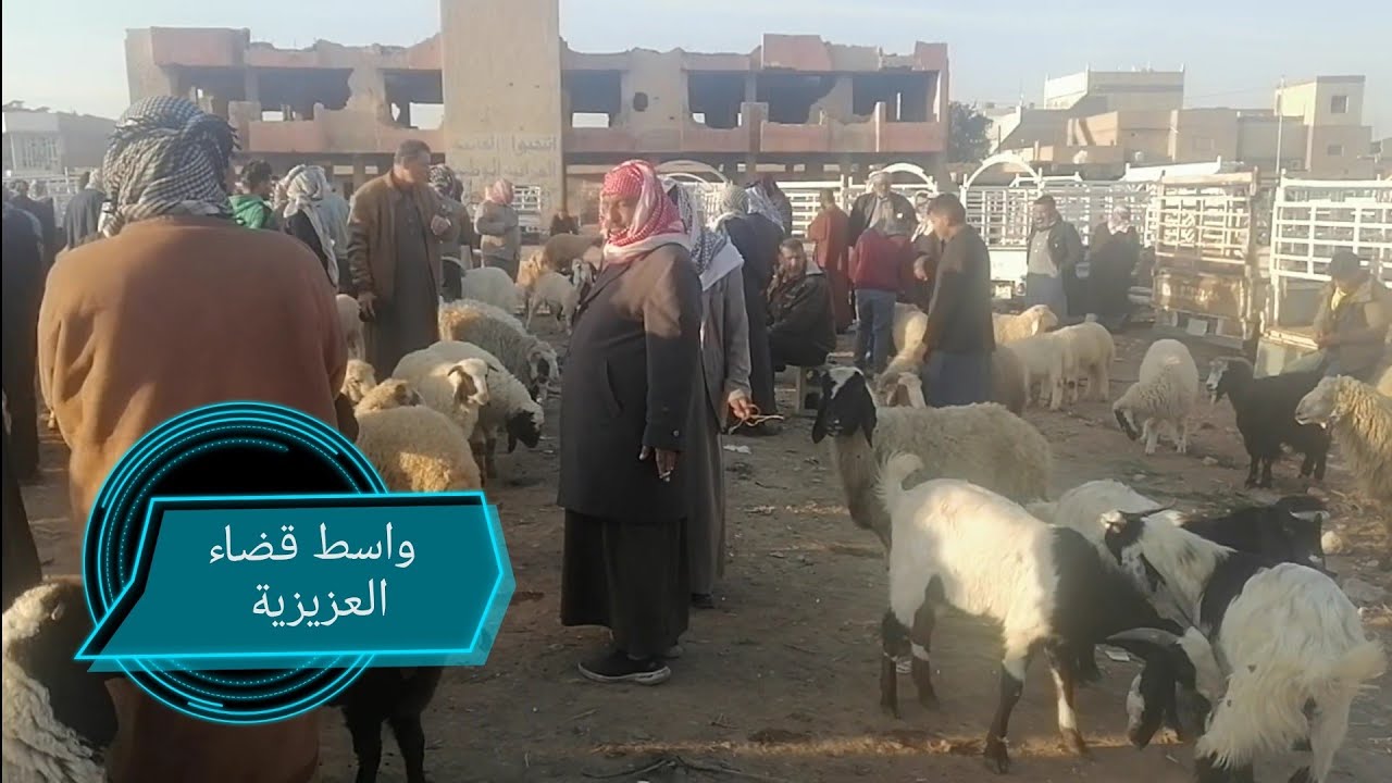 سوق المواشي قضاء العزيزية واسط