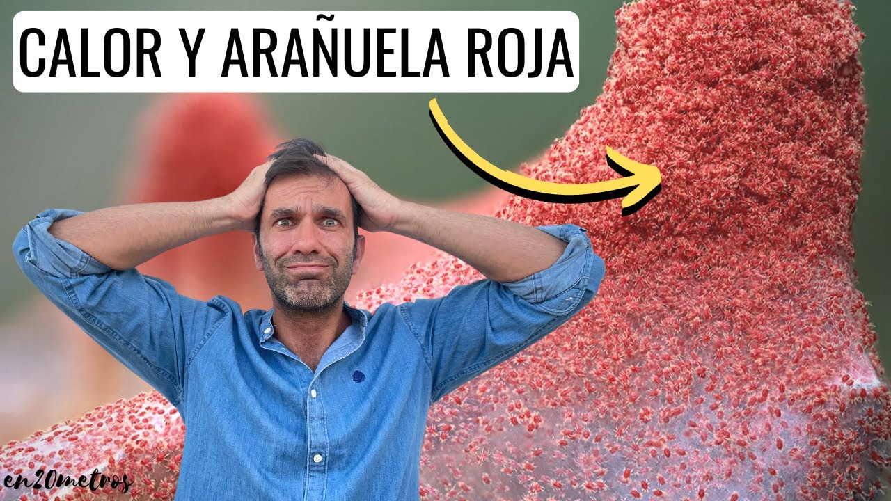 Solución a PLAGA DE ARAÑA ROJA: cómo combatir la plaga ácaro arañuela roja || en20metros