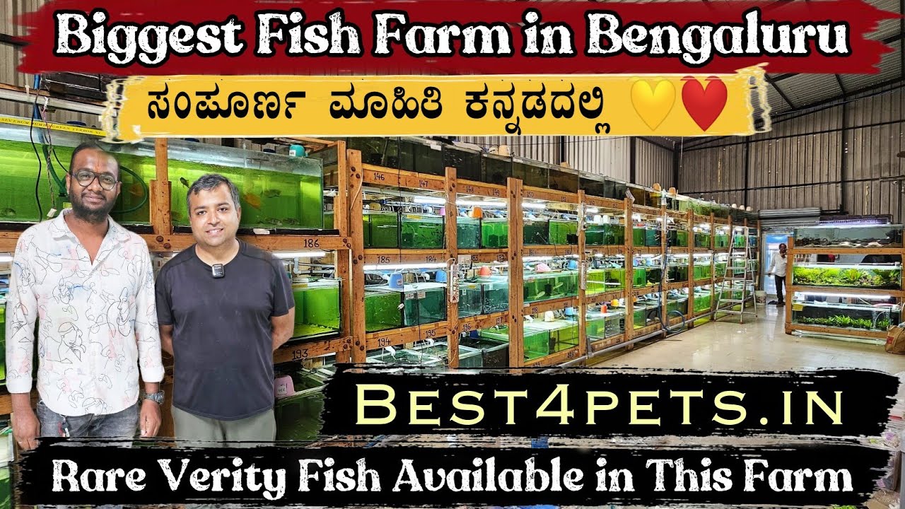 Biggest Aquarium Fish Farm in Bengaluru | Best Online Fish Shop | Best4pets.in 300+Fish ಕನ್ನಡದಲ್ಲಿ❤️