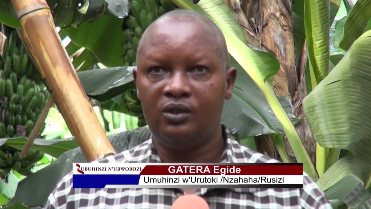 My Edited VideoIKIGANIRO UBUHINZI BW'URUTOKI KURI ROYAL TV-Fulgence HAKIZUWERA