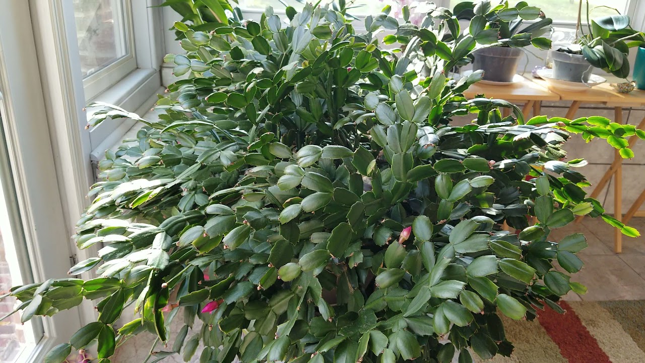 November Thanksgiving Cactus Care:  How to Prevent Buds from Falling Prematurely