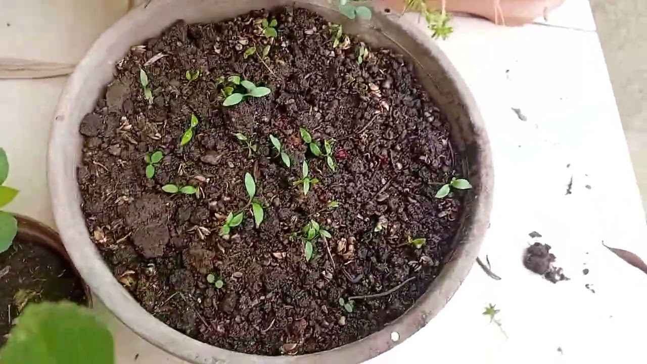As cebolinhas estão produzindo muito.