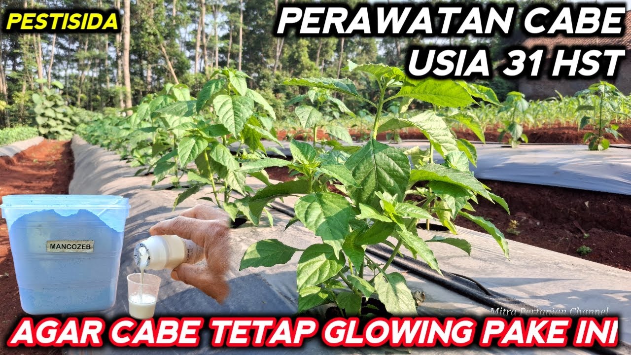 🔴 PERAWATAN CABE USIA 31 HST AGAR CABE TETAP GLOWING BEBAS HAMA & PENYAKIT #mitrapertanianchannel