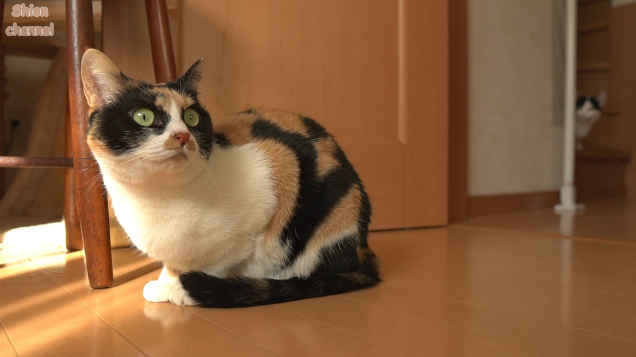 慕ってくれる後輩ができてちょっぴり嬉しそうな先住猫