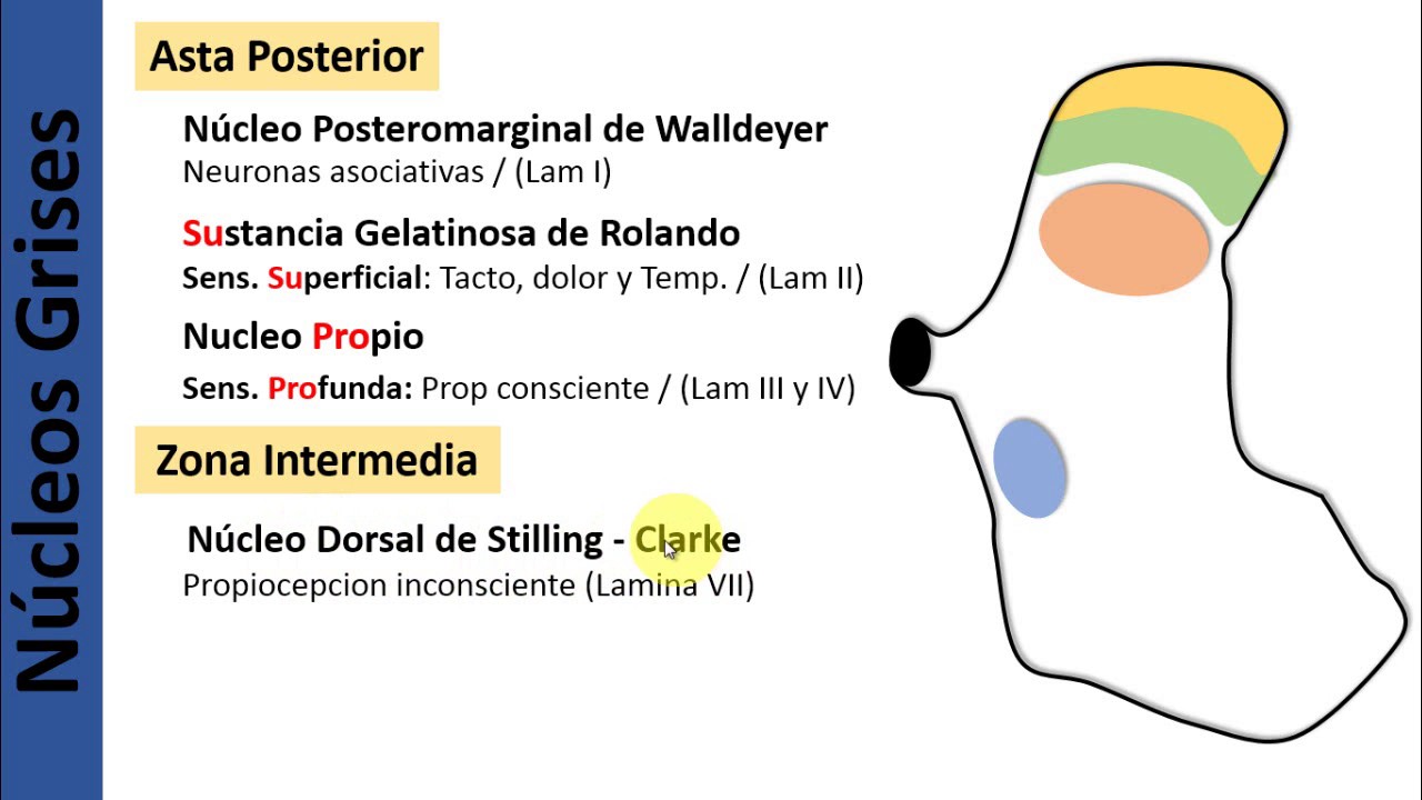 3. Médula Espinal / Sistematizacion de Sustancia Gris