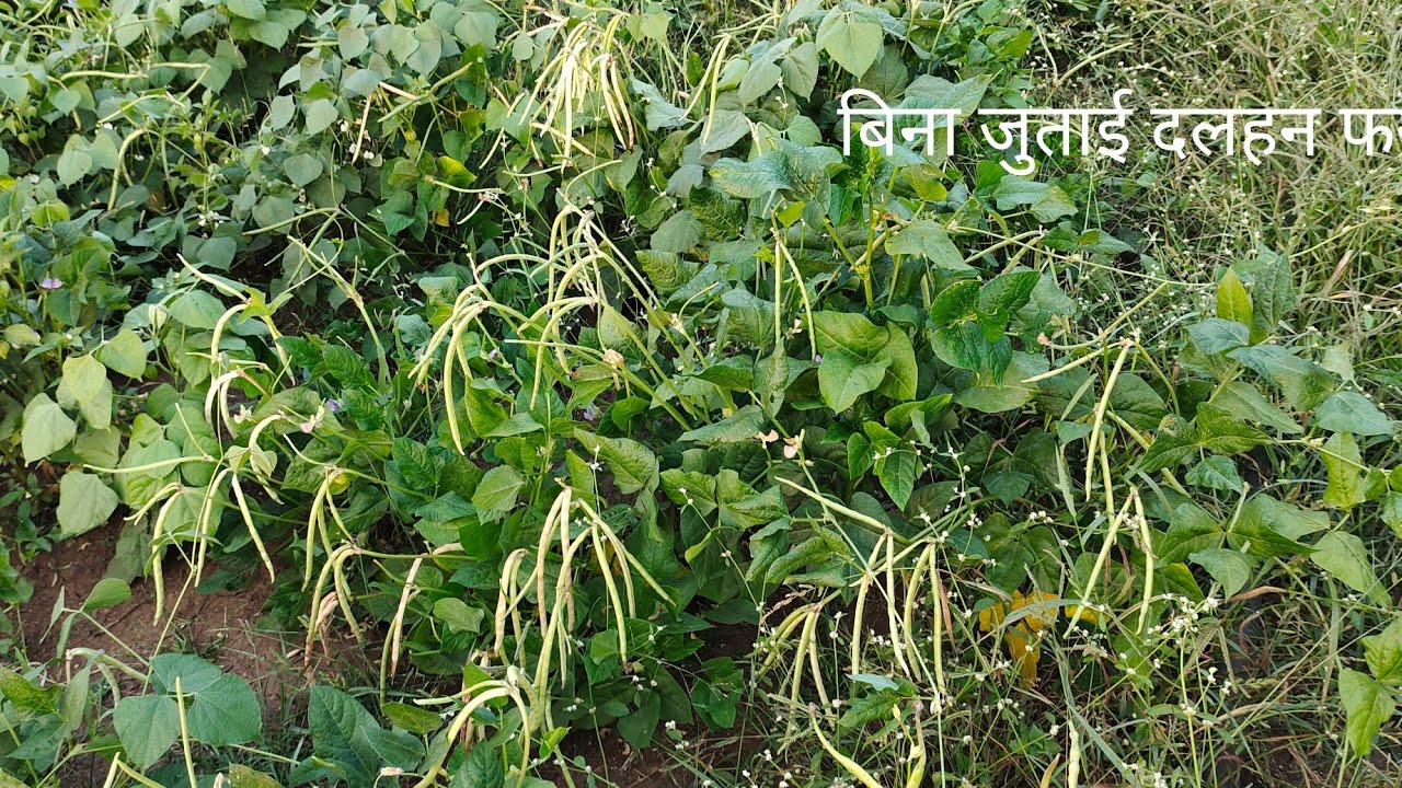 बिना जुताई फसले लगाना  | Organic Farming