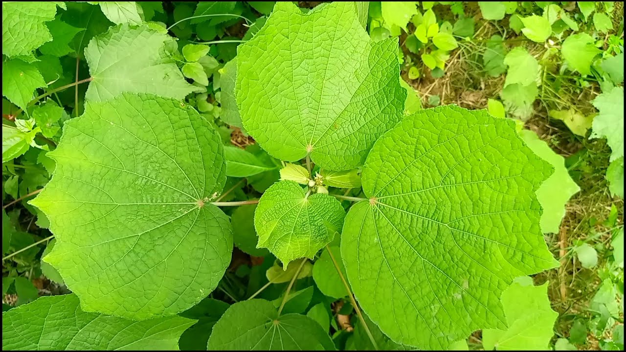 Urena lobata Plant
