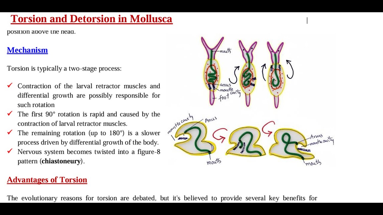 #torsion & #detorsion in mollusca (#gastropoda)