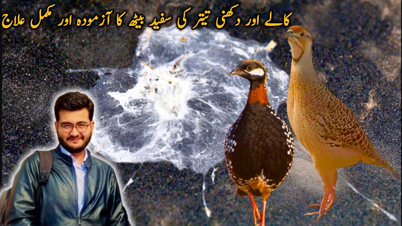 teetar ki charbi wali sufaid beth ka ilaj | sardi/garmi ma teetar ki sofed beth ka mukamal ilaj