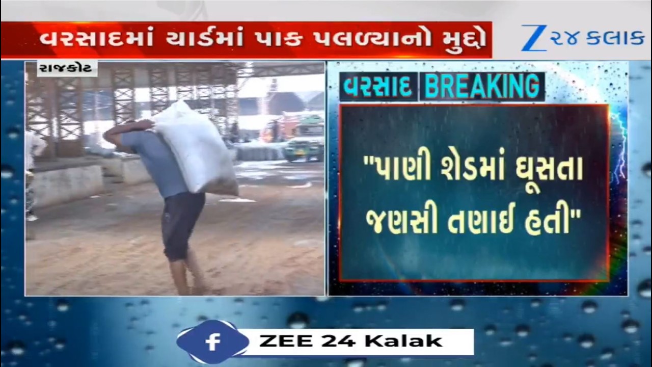 Rajkot: Chairman of Bedi market yard clarifies over crop damage after unseasonal rain showers