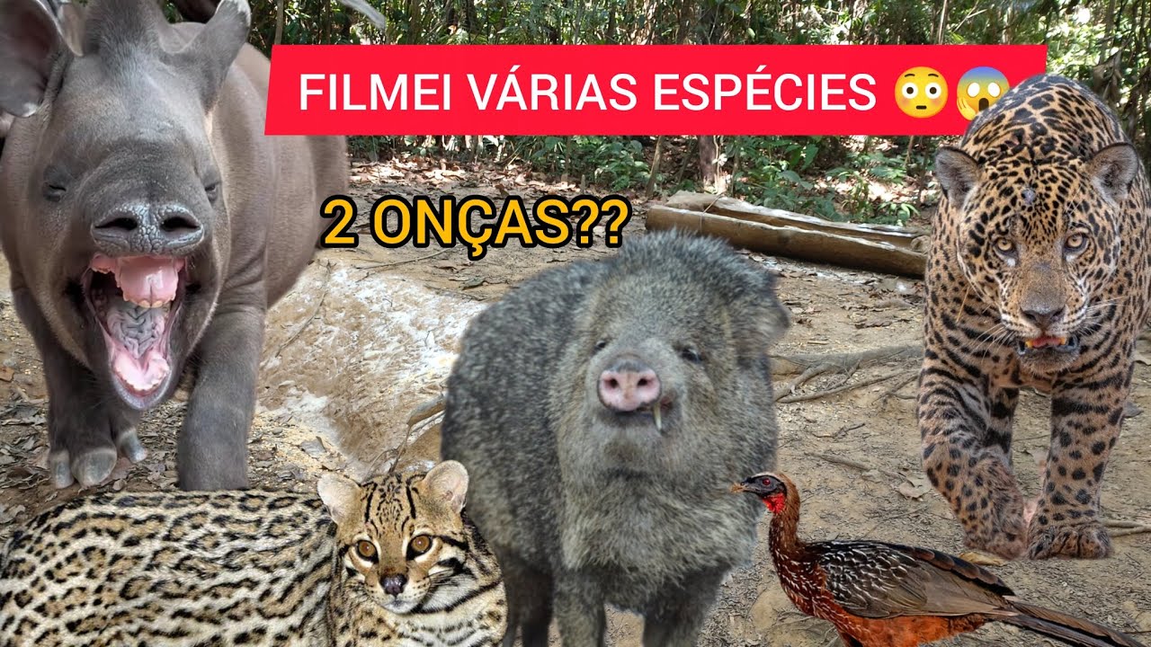 OS FELINOS ESTÃO CAÇANDO NA CEVA! ONÇA PINTADA E JAGUATIRICA, PACA VEIO DE DUAS, PORCÃO FERIDO 😱