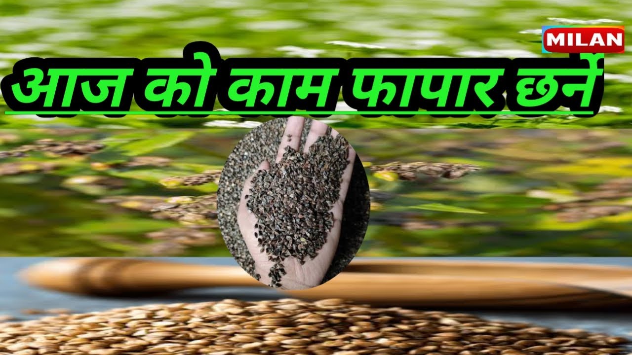 हाम्रो गाउँमा तोरि खेति सुरु / Village farming vlog life
