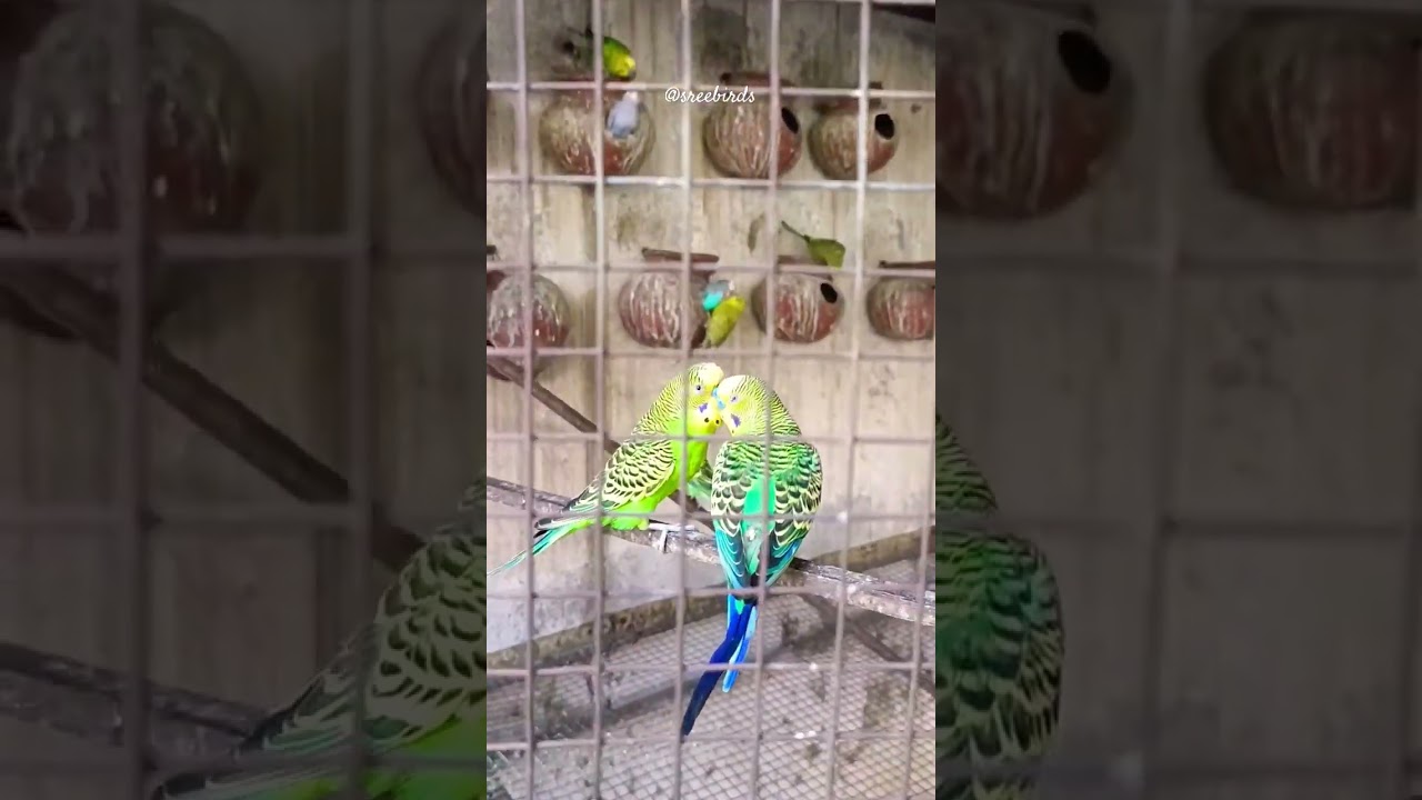 BUDGIES COLONY BREEDING🥰✨#shorts #shortsvideo #budgies #lovebirds #trending #beautiful #youtube