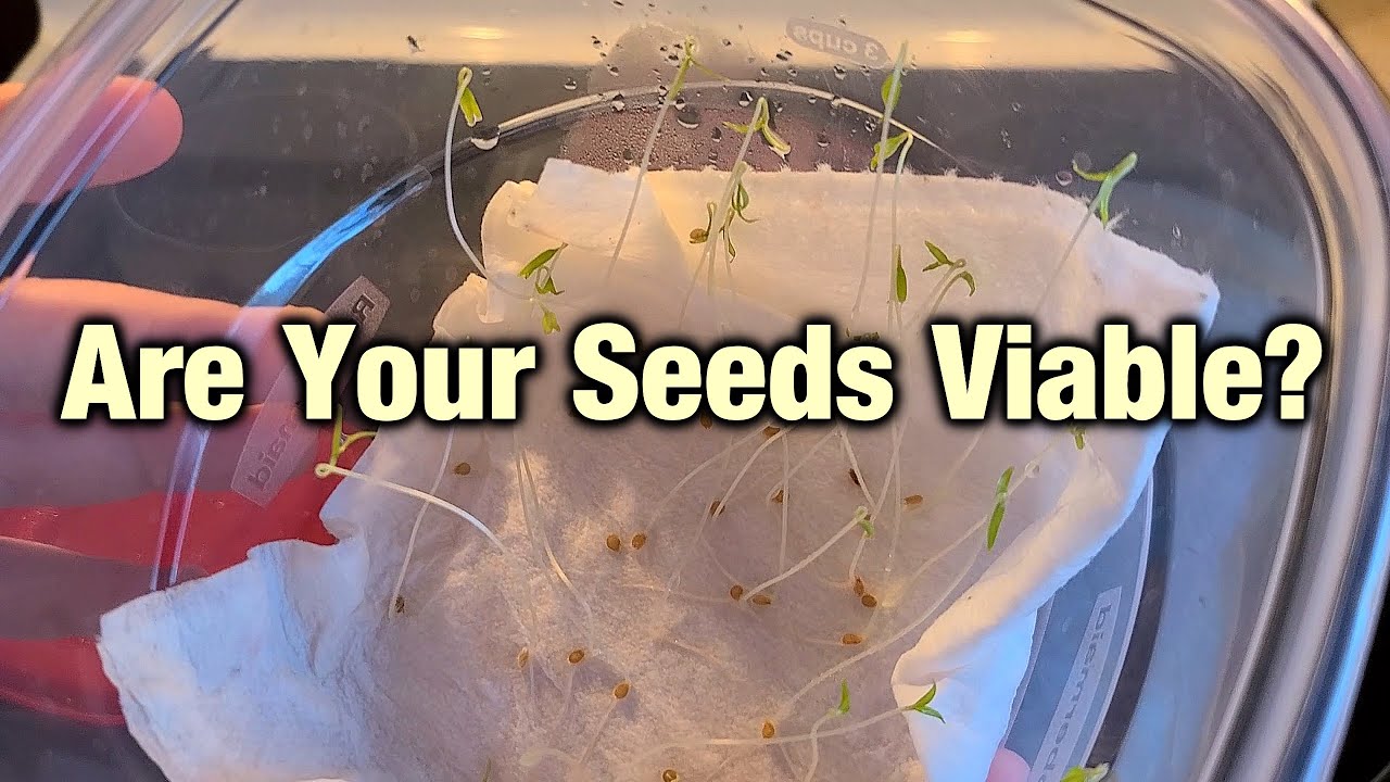 Seed Saving - Germination Testing