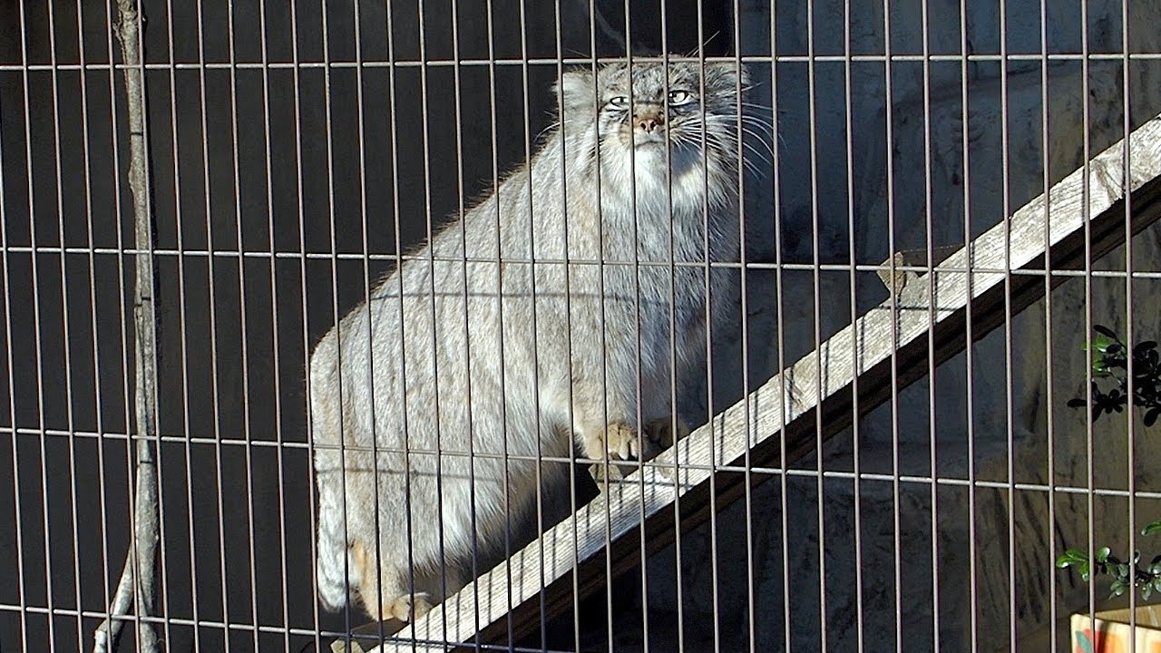 東山動植物園 マヌルネコ「エル」（鳴き声入り） 2021年12月22日