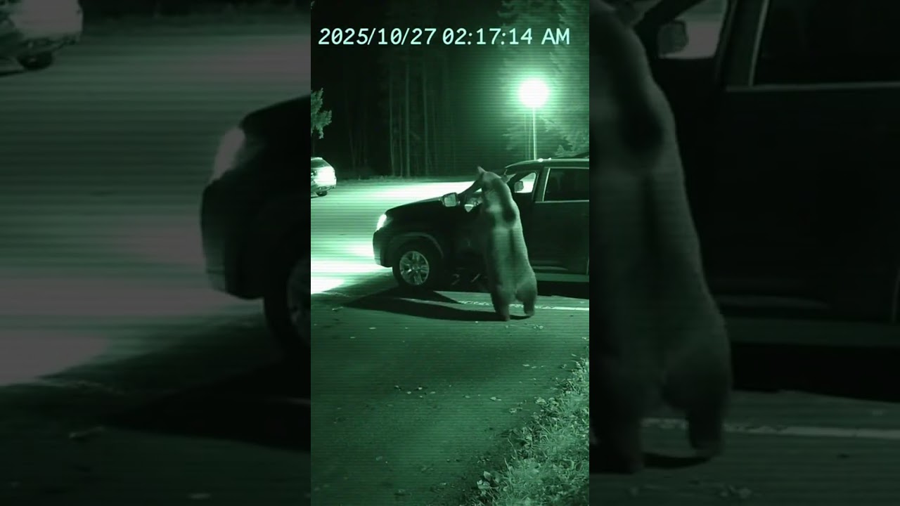 Terrifying! Bear attacks car in parking lot 😨 | Real CCTV Footage