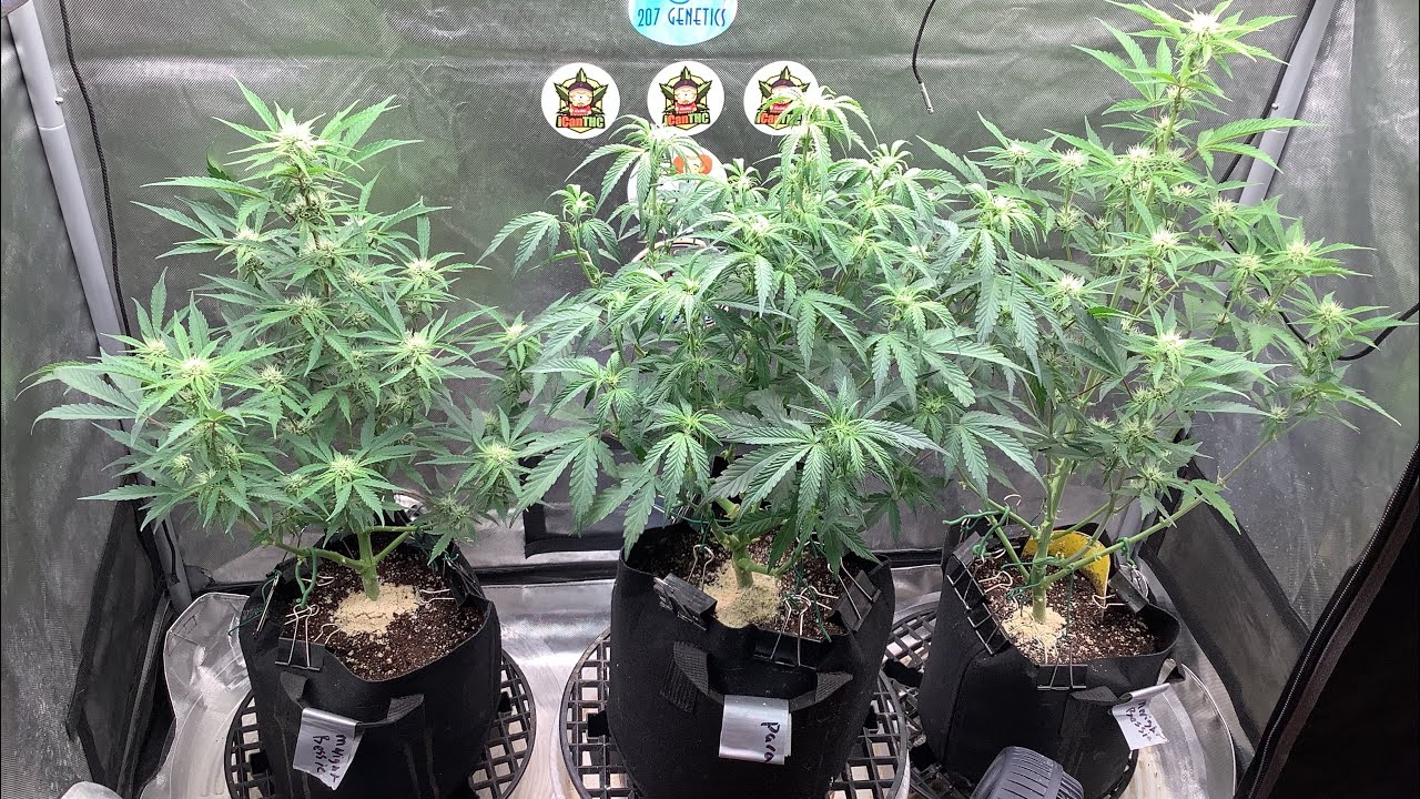 HOW WE KILL THRIPS PLUS A GARDEN UPDATE