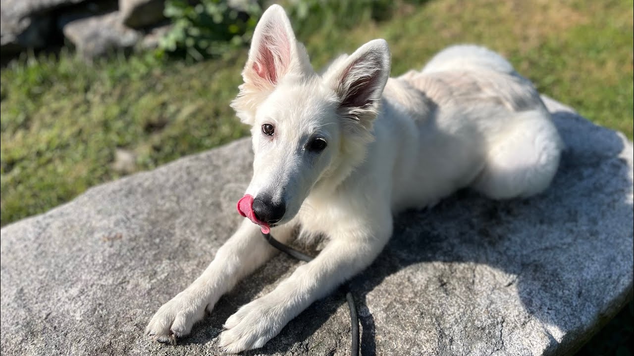 Swiss Shepherd Puppy Obedience Training - K9one Dog Training 