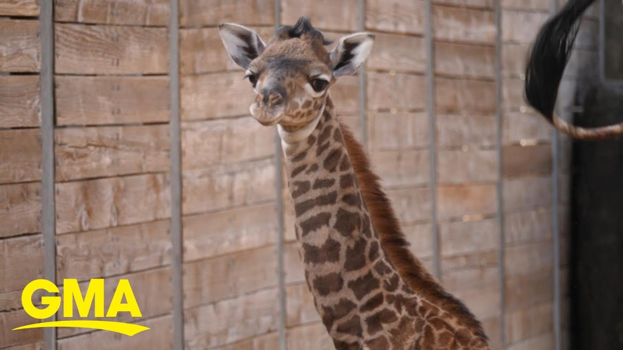 Celebrating world giraffe day with the Houston Zoo