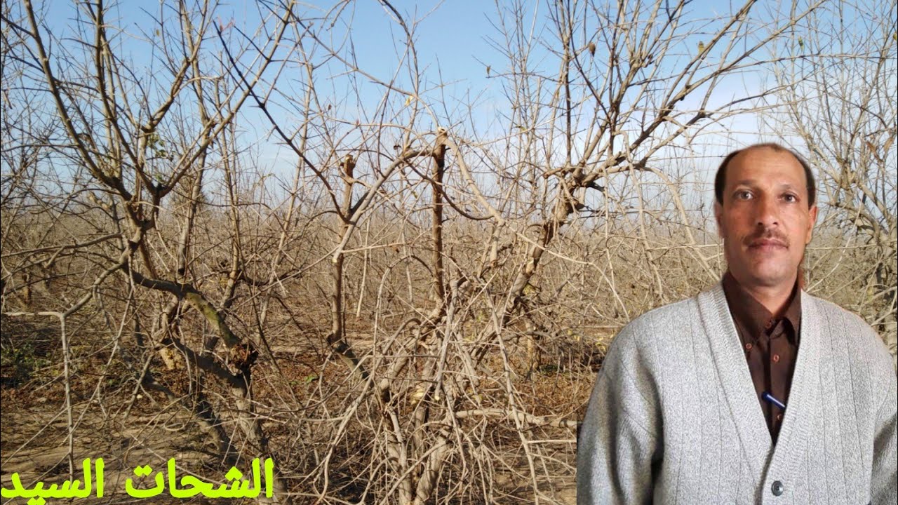 شرح عملى مبسط للمبتدئين فى تقليم الرمان
