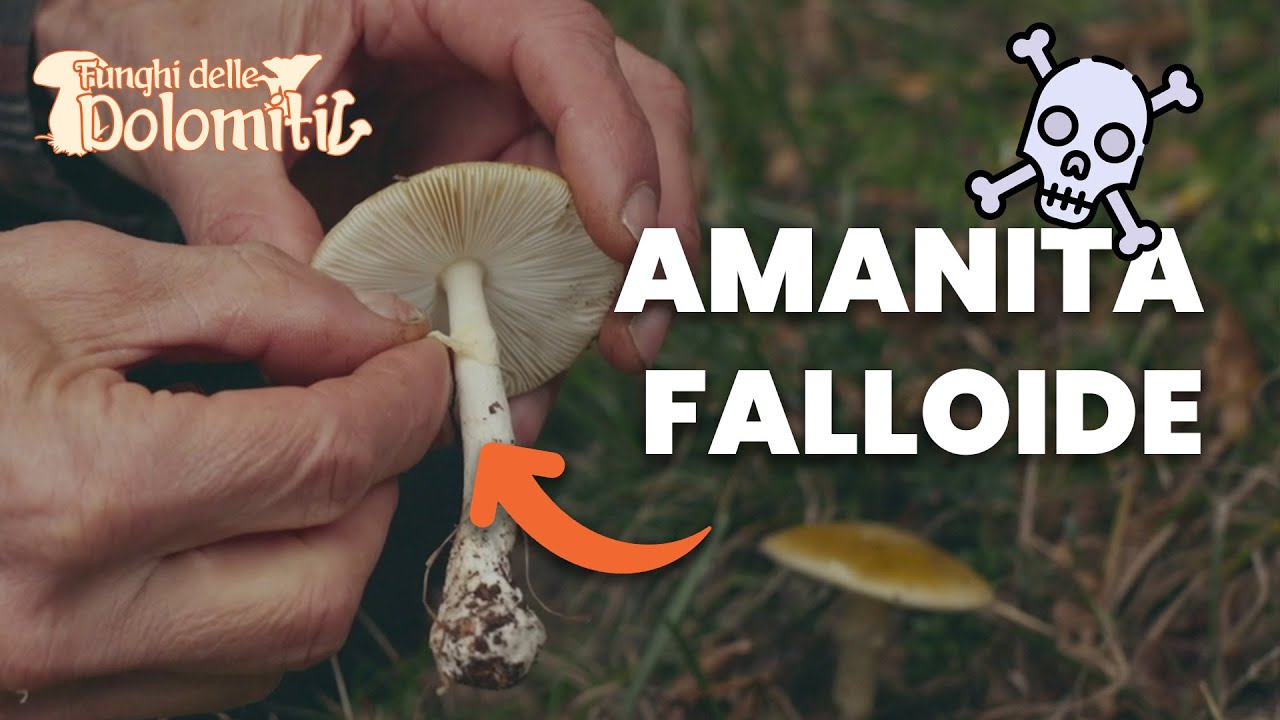 Funghi delle Dolomiti 🍄 | E9: Tignosa verdognola (VELENOSO MORTALE)
