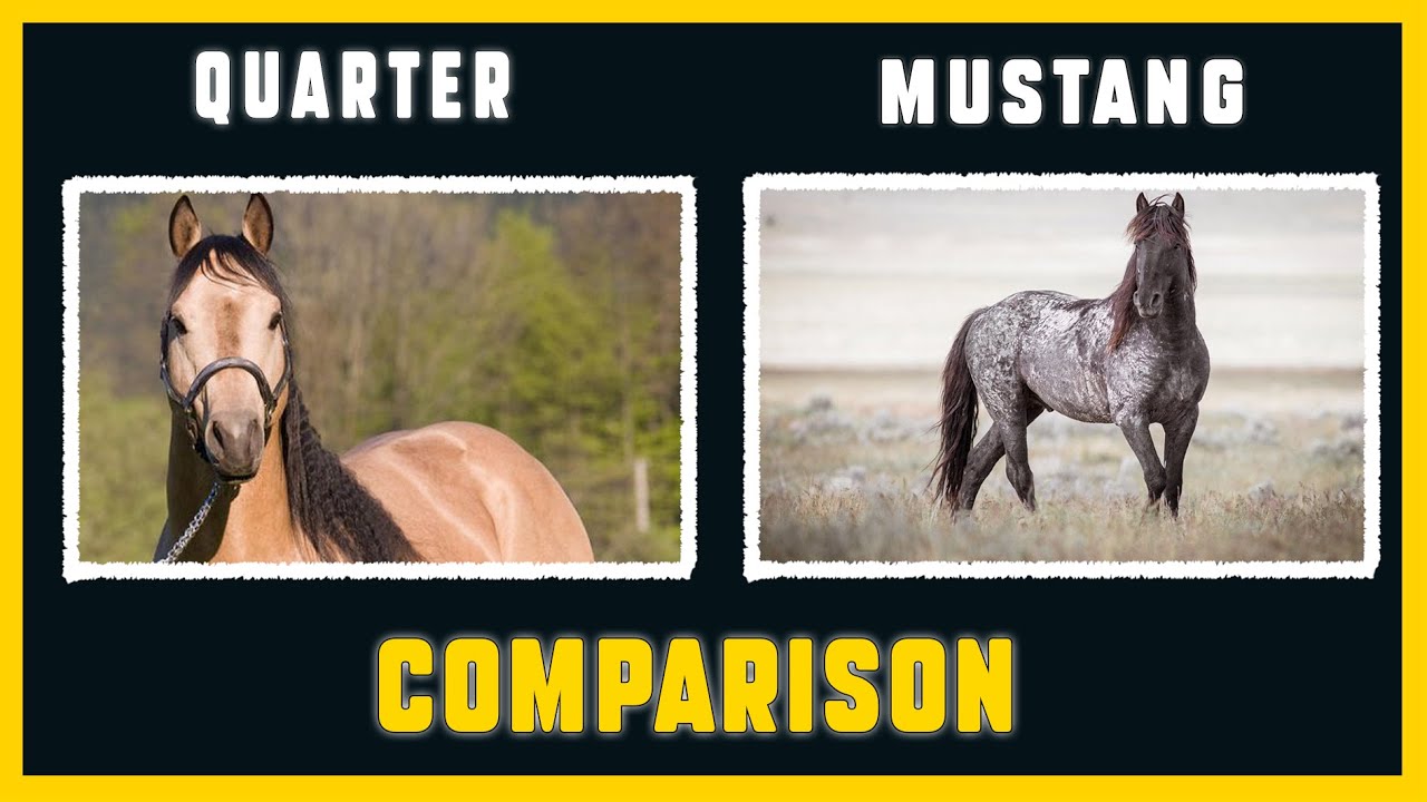 Mustang Horse  VS  American Quarter Horse
