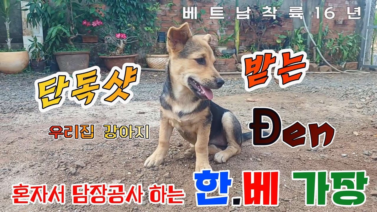 [담장공사] 단독샷 받고 좋아하는 강아지 덴  no.6