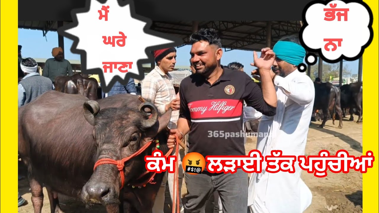 Dhanaula pashu mandi।। ਧਨੌਲਾ ਪਸੂ ਮੰਡੀ #cow #buffalo #brarandsandhudairyfarm 