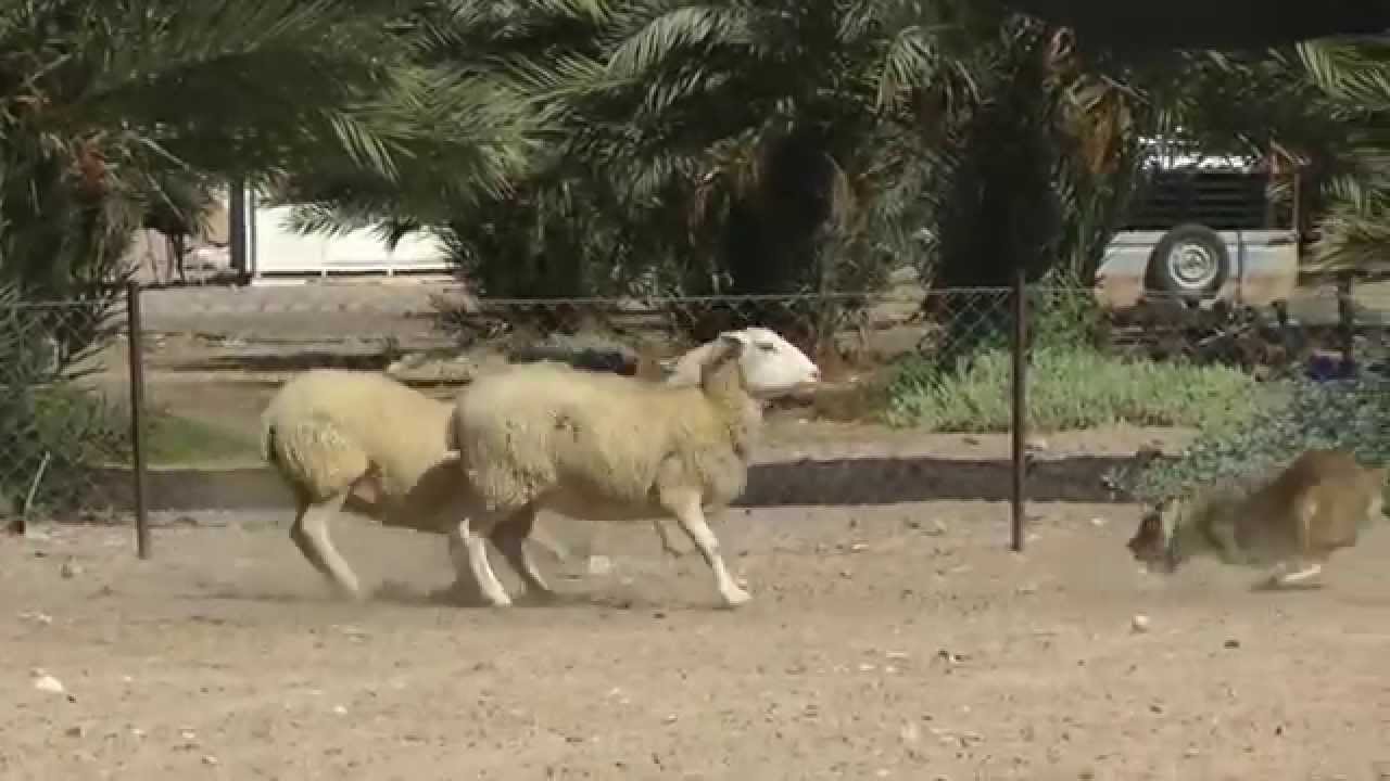 סדנת כלבי רעיה