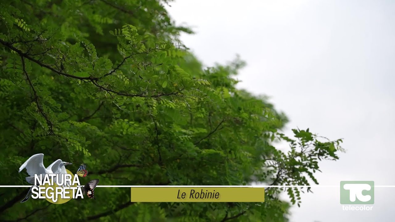 Natura segreta: le robinie