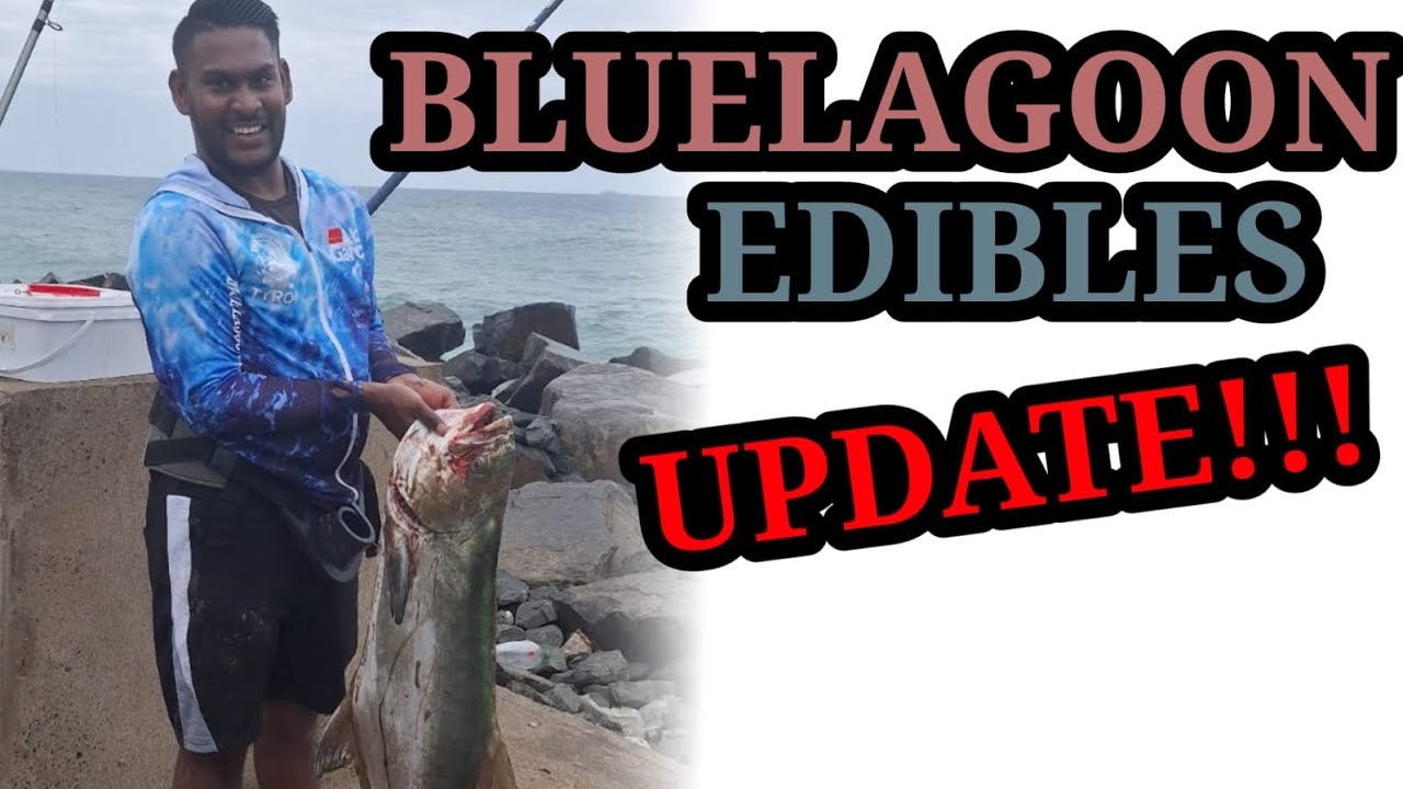 BLUE LAGOON EDIBLES! UPDATE!!!15 SEPT 2024