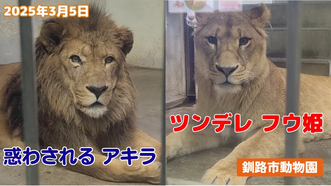 【釧路市動物園ライオン】フウにガウ！されても優しく見守る大人のアキラ🦁《2025.3.5》