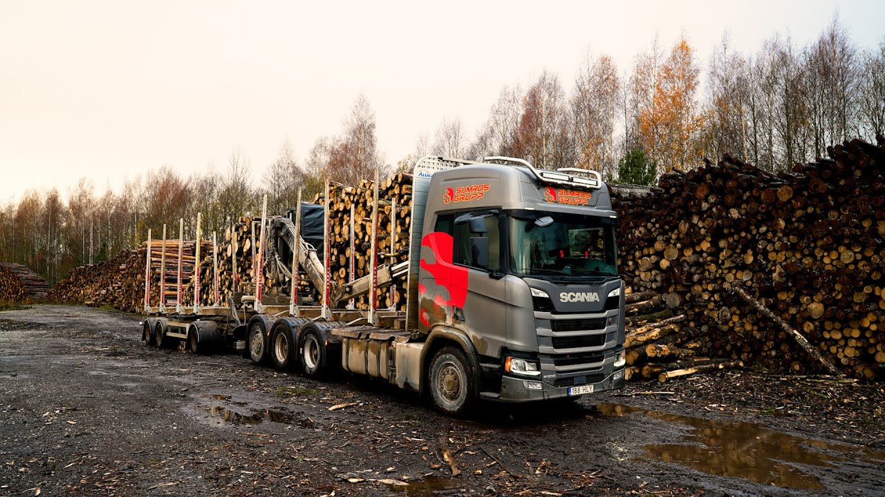 Aspen for wood chips