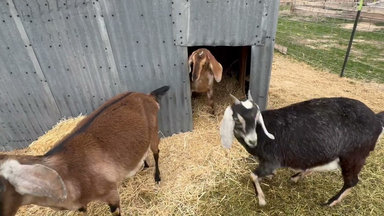 Getting new straw into their house before any one has a baby #creatorinsights #farm #farmlife 